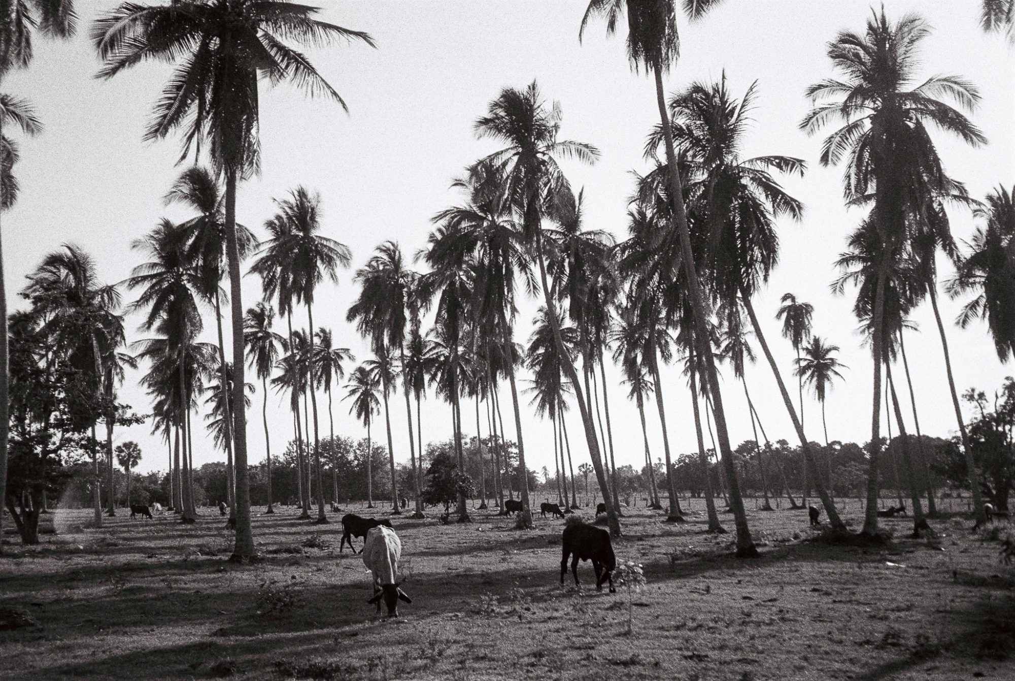 Cattle in the palm grove