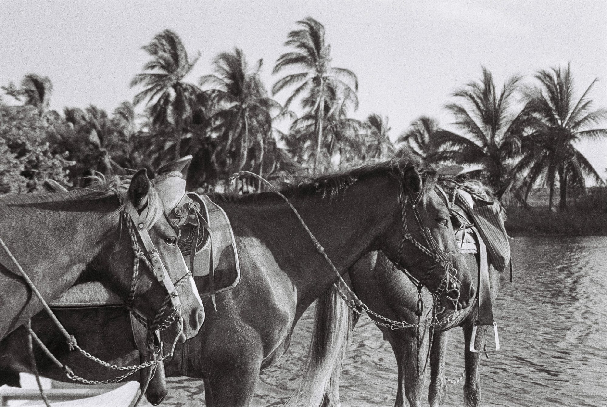 Two saddled horses