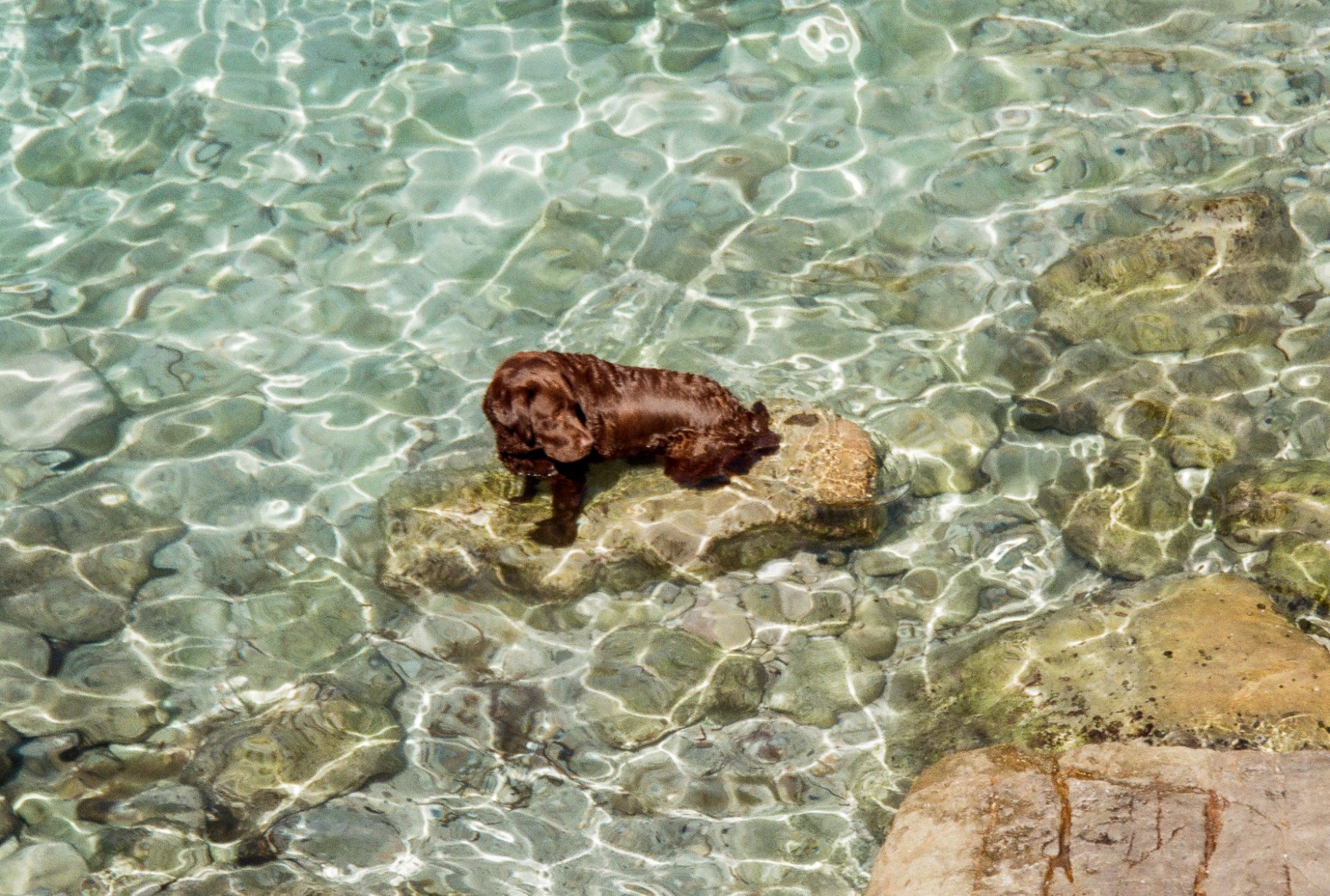 The dog on the rock