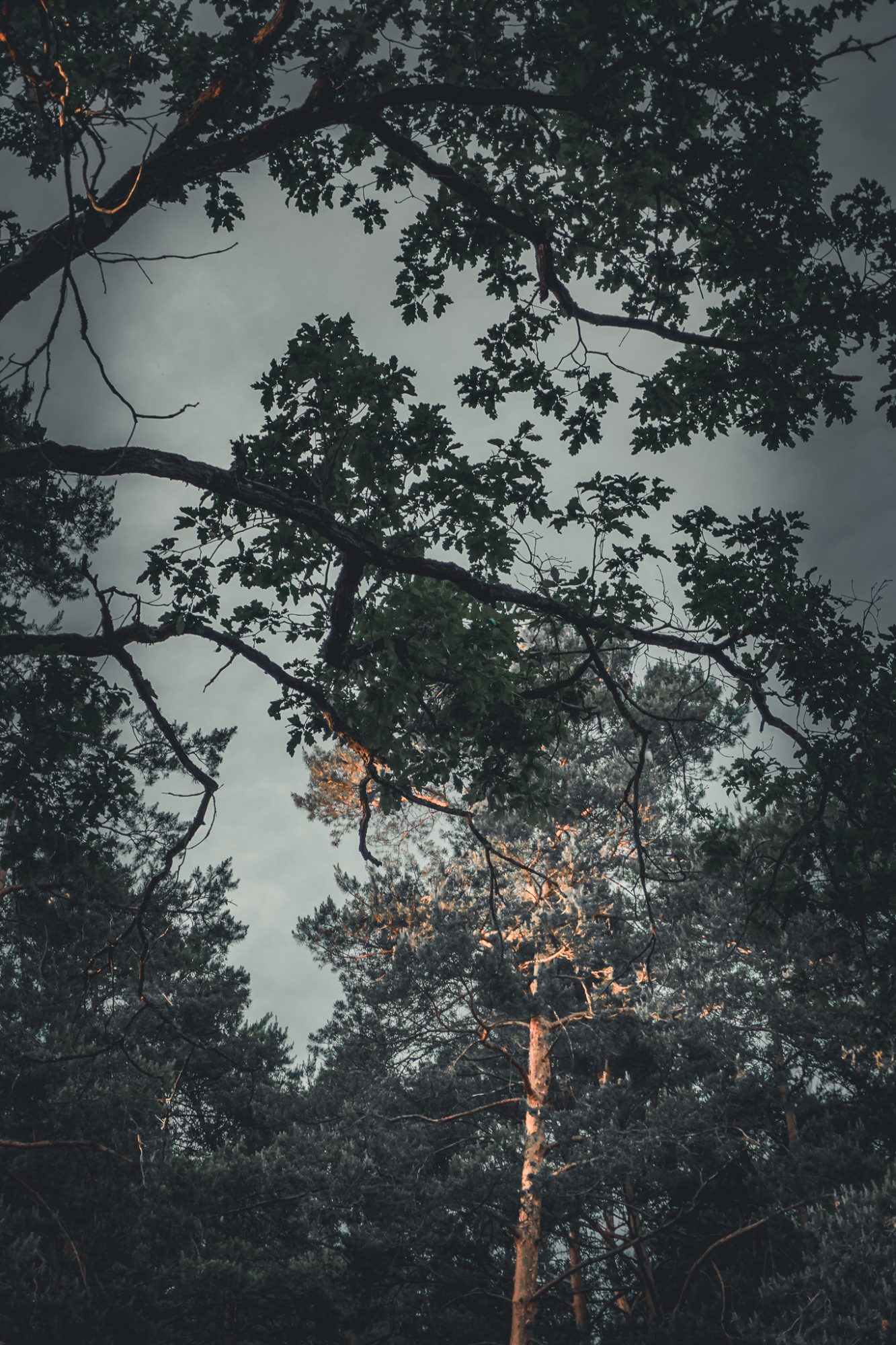 Branches against a grey sky, one trunk catching the last light