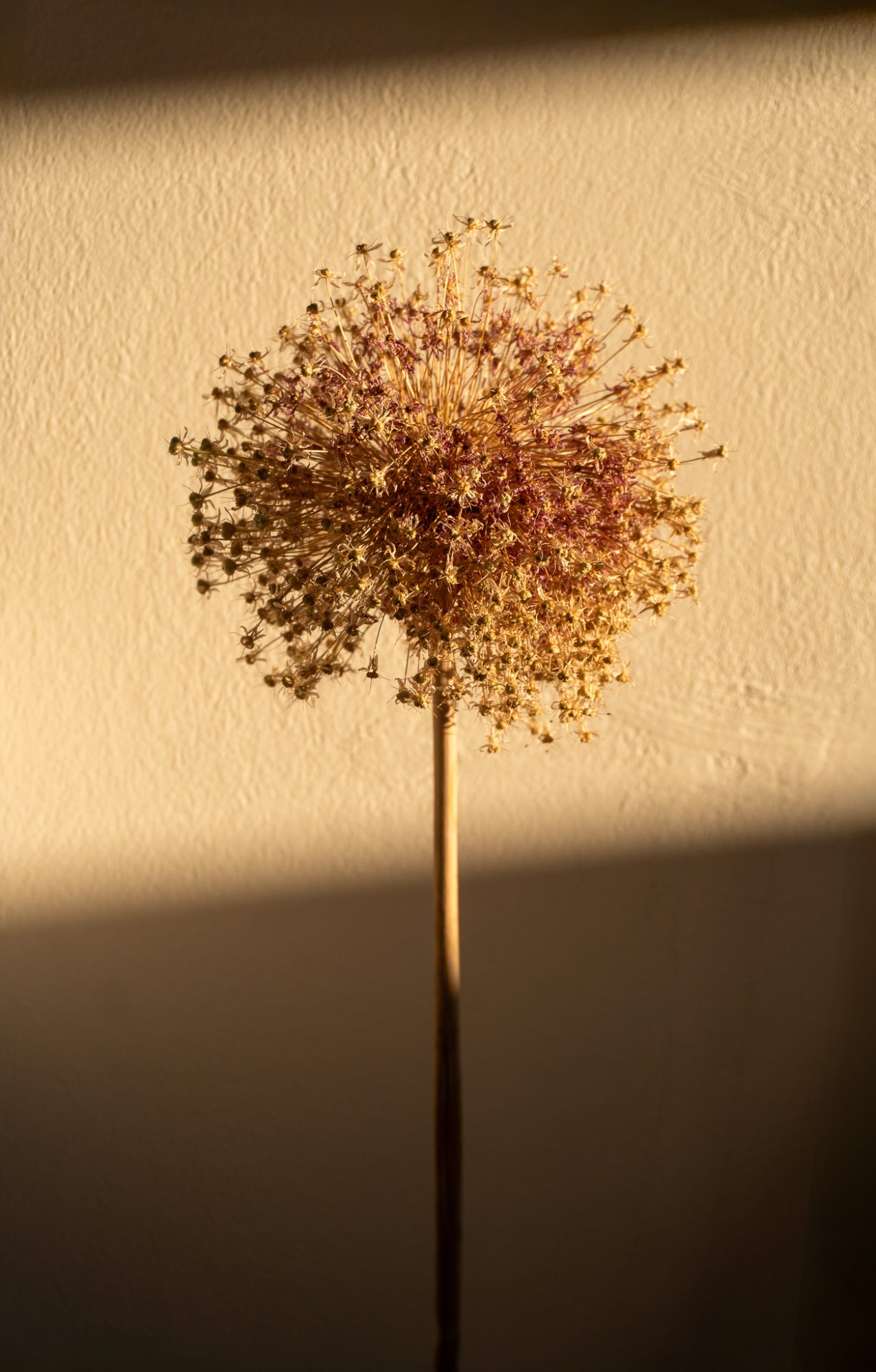 Dried allium against the wall