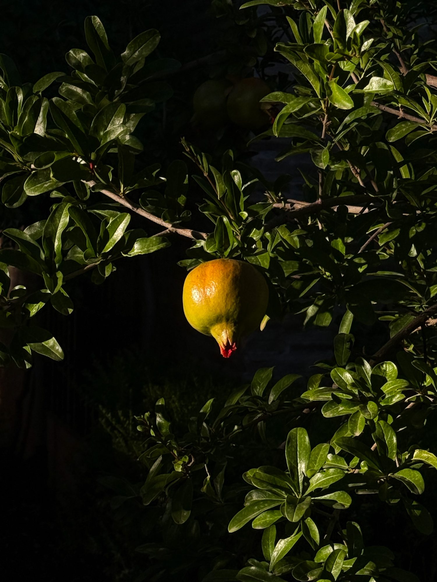 A single pomegranate lit against dark leaves